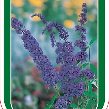 Buddleja davidii 'Nanho Blue'