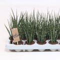 Sansevieria bacularis 'Fernwood Mikado'