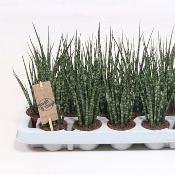Sansevieria bacularis 'Fernwood Mikado'