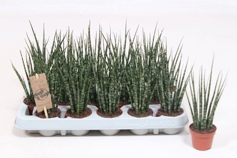 Sansevieria bacularis 'Fernwood Mikado'