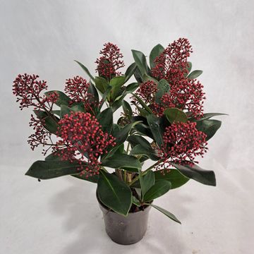 Skimmia japonica 'Rubella'