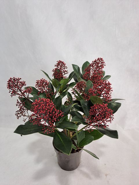 Skimmia japonica 'Rubella'