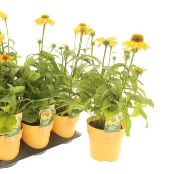 Echinacea purpurea PRAIRIE BLAZE GOLDEN YELLOW