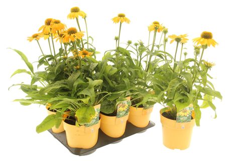 Echinacea purpurea PRAIRIE BLAZE GOLDEN YELLOW