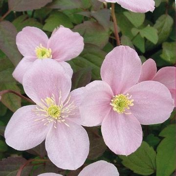 Clematis 'Ольга' (M)