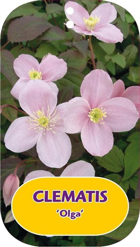 Clematis 'Olga' (M)