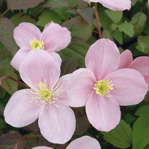 Clematis 'Olga' (M)