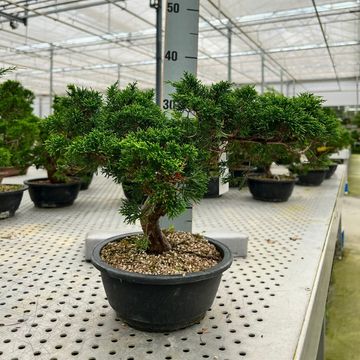 Juniperus chinensis 'Itoigawa'