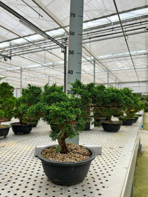 Juniperus chinensis 'Itoigawa'