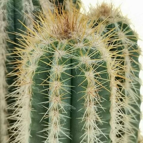 Pilosocereus gounellei