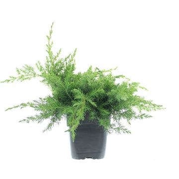 Juniperus conferta 'Schlager'