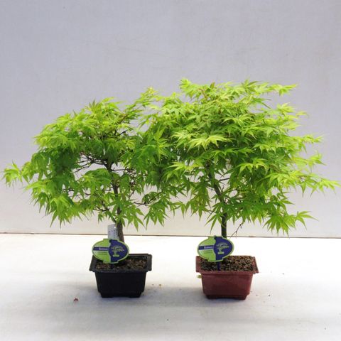 Acer palmatum 'Katsura'