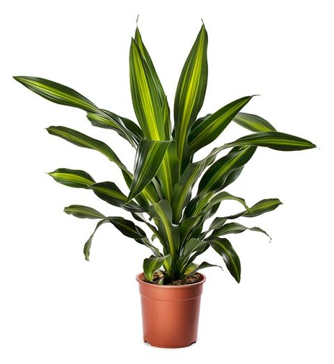 Dracaena fragrans BURLEY