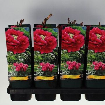 Paeonia suffruticosa 'Mo Run Jue Lun'