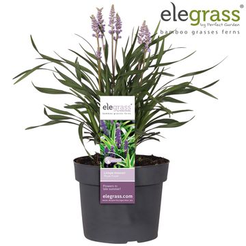 Liriope muscari 'Royal Purple'