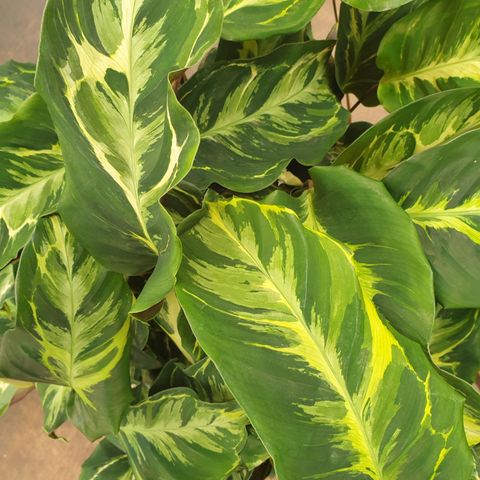 Calathea 'Confusion'