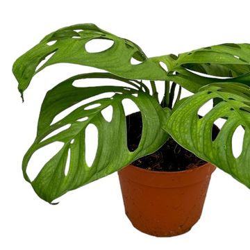 Monstera epipremnoides 'Esqueleto'