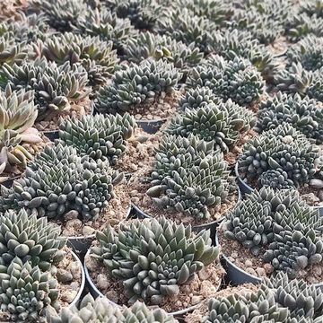 Sinocrassula yunnanensis