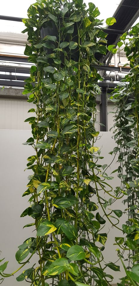 Epipremnum aureum