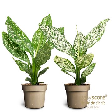 Dieffenbachia 'White Etna'