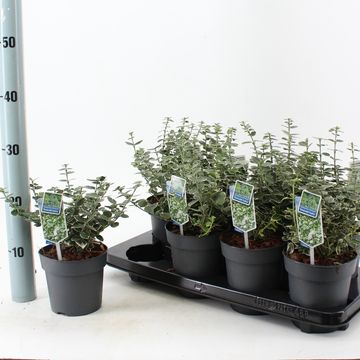 Euonymus fortunei 'Emerald Gaiety'