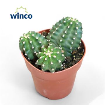 Echinocereus triglochidiatus mojavensis
