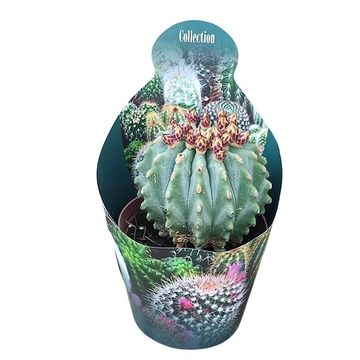 Ferocactus glaucescens inermis