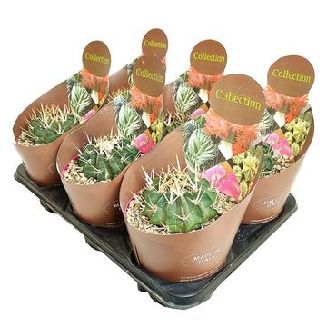 Stenocactus coptonogonus