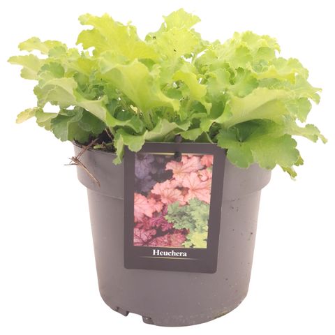 Heuchera FOREVER PURPLE