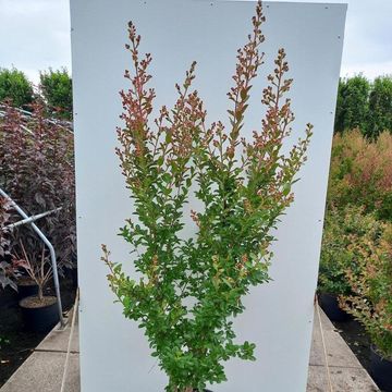 Lagerstroemia indica VIOLET D'ÉTÉ
