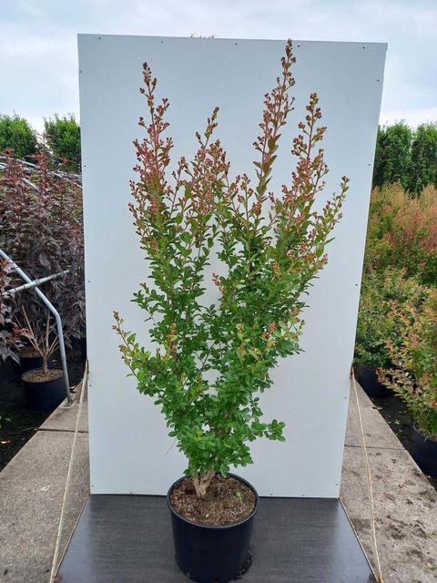 Lagerstroemia indica VIOLET D'ÉTÉ