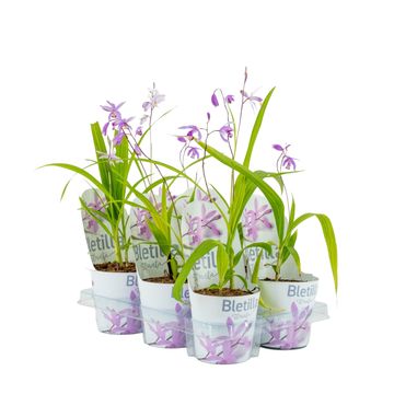 Bletilla PINK