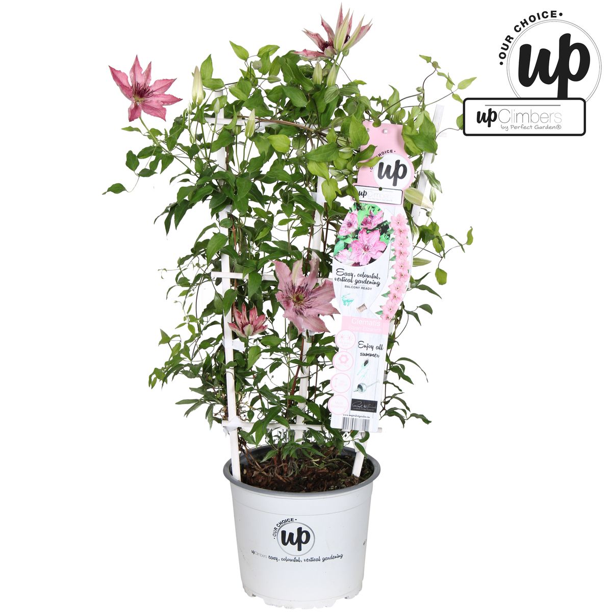Clematis SARAH ELIZABETH Grossiste En Plantes FlorAccess clematis-sarah-elizabeth-grossiste-en-plantes-floraccess