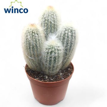 Espostoa lanata