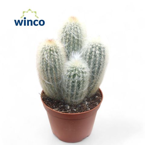 Espostoa lanata