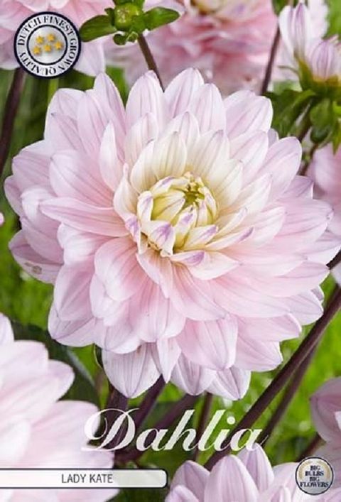 Dahlia 'Lady Kate'