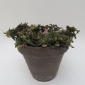 Euphorbia decaryi