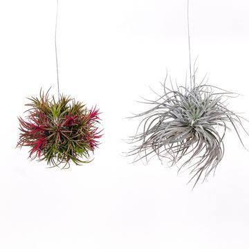 Tillandsia MIX