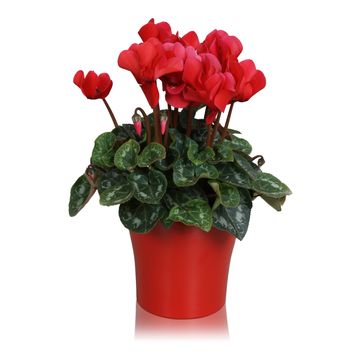 Cyclamen persicum SUPER SERIE S ALLURE MIX