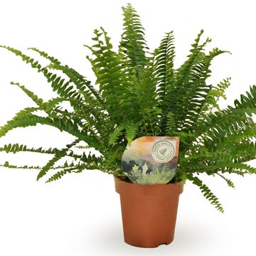 Nephrolepis exaltata 'Green Lady'