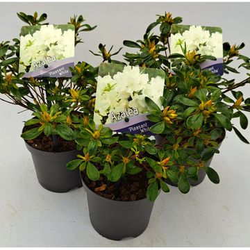 Rhododendron 'Pleasant White' (AJ)