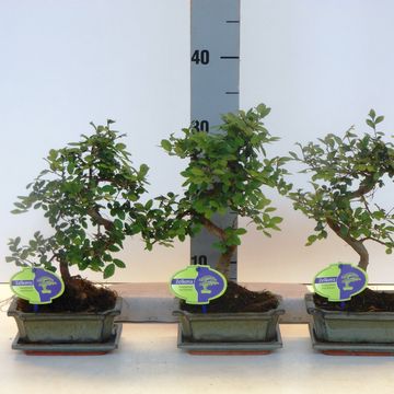 Zelkova serrata