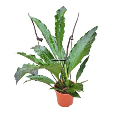 Anthurium hookeri BLACK