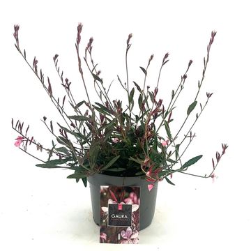 Gaura lindheimeri 'Siskiyou Pink'