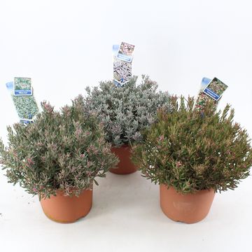 Andromeda polifolia MIX