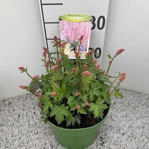x Heucherella PINK REVOLUTION
