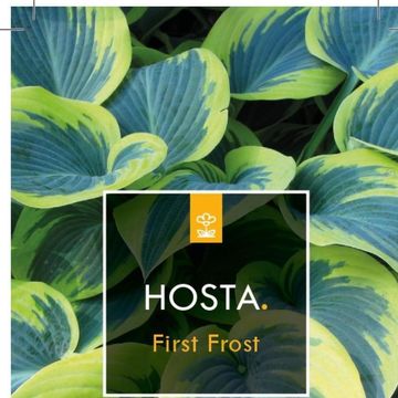 Hosta 'First Frost'