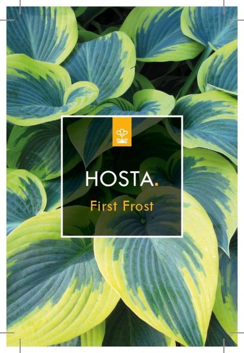 Hosta 'First Frost'