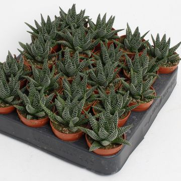 Haworthia margaritifera