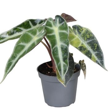Alocasia 'Bambino Aurea Variegata'